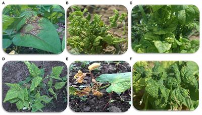 Viral metatranscriptomic approach to study the diversity of virus(es) associated with Common Bean (Phaseolus vulgaris L.) in the North-Western Himalayan region of India